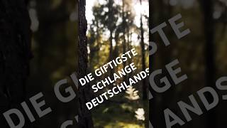 DIE GIFTIGSTE SCHLANGE DEUTSCHLANDS [upl. by Celik]