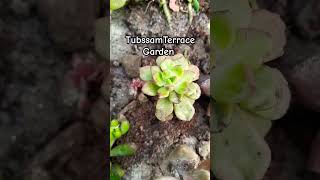 Succulents new Addition shortvideo shortfeed gardening viralvideo Trending video music [upl. by Shifra640]