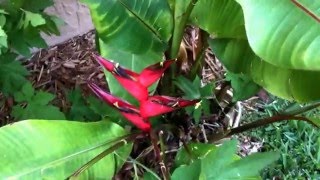 Heliconia stricta quotSunrisequot  small size Heliconia [upl. by Hanley]