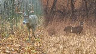 Mark Drury vs 188quot GIANT Typical Whitetail  DODTV Heartbreakers [upl. by Bedad]