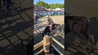 Tinta de hidalgo vs toro rayo americano🤠 jaripeo extremo [upl. by Ruperta570]