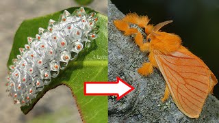 10 Amazing Caterpillars to MothsButterflies Transformations [upl. by Reinnej]