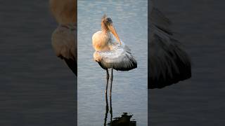 Wood stork reflections Includes singles and pairs and sunset storks woodstork [upl. by Narcissus]