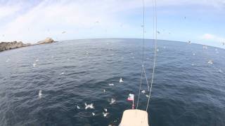 Sailing to the Farallon Islands off of the coast of California [upl. by Farlie839]