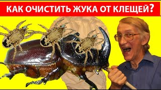 Как Вырастить Жука Носорога Как Очистить Жука Носорога От Клещей Почему у Жуков Носорогов Клещи [upl. by Eiznekcam]