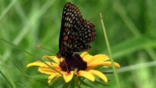 Baltimore Checkerspot Butterfly on a Blackeyed Susan Flower [upl. by Sada978]