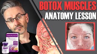 MUSCLE ANATOMY How to avoid side effects amp maximise Botox efficiency Aesthetics Mastery Show [upl. by Eiger]