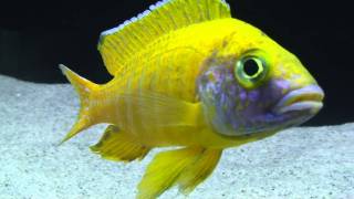 Exotic African Cichlids com HD Aulonocara baenschi Benga Nkhomo Reef Yellow RegalMTS [upl. by Chud]