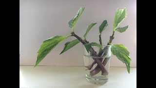 GROW THAI BASIL CUTTINGS [upl. by Eivol]