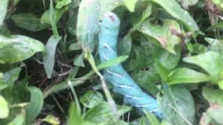 Hornworm eating [upl. by Schweiker]