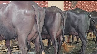 10 Top ðŸ”¥Haryana Milking Murrah Buffaloes available for Sale at Radhe Krishna Dairy Farm Supplier [upl. by Senior]