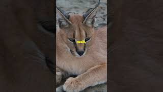 Black Mamba Vs Caracal Who Wins [upl. by Gnuh24]