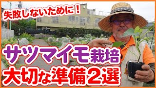 失敗しない栽培準備！家庭菜園や農園のサツマイモ栽培で種芋から苗を作る方法！良い苗を作るコツや準備方法を徹底解説！【農園ライフ】 [upl. by Natsyrk]