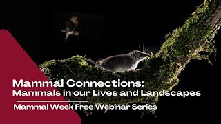 Mammal Connections Mammals in our Lives and Landscapes  Mammal Week Free Webinar [upl. by Silva256]