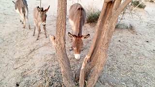 Donkeys eating and roaming free in Forest  Donkey videos  Animals [upl. by Gotthelf]