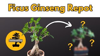 Repotting Ficus Ginseng Microcarpa Bonsai [upl. by Furie]