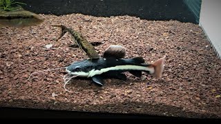 Watch this BEFORE you buy a REDTAIL CATFISH  15 in just 6 MONTHS [upl. by Suzie674]