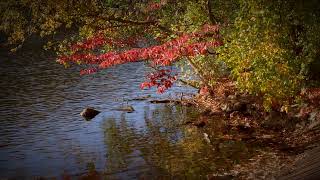 Bear Mountain Autumn  Sony A7 IV [upl. by Kaehpos425]