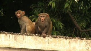 Hombres mono para alejar a los macacos [upl. by Natika950]