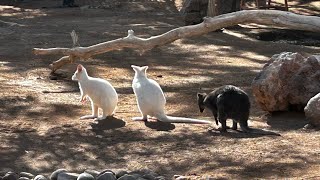 Oasis Wildlife Park Fuerteventura [upl. by Alaehcim]