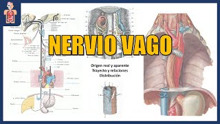 NEUROANATOMÍA  NERVIO VAGO ORIGEN REAL APARENTE TRAYECTO Y RELACIONES [upl. by Gem]