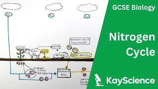 The Nitrogen Cycle  GCSE Biology  kaysciencecom [upl. by Tereve]