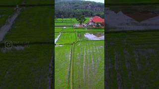 Green Kerala 💚💚 Uthralikkavu Beautiful Temple in the middle of paddy field [upl. by Caro]