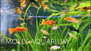 125 Gallon Sailfin Molly Aquarium  Colorful Molly Fish • Sailfin Mollies • Swordtails  1080p HD [upl. by Ivette]