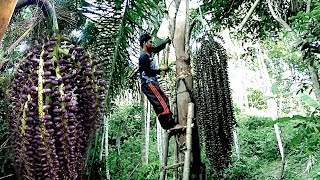 Traditional Ways and Techniques for Taking Palm Sugar Palm Palm tree and Palm sugar [upl. by Ttoile]