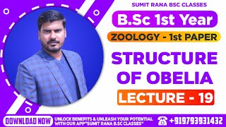 Lt19 Structure Of obelia  Zoology Paper 1st  BSc 1st Year [upl. by Ira701]