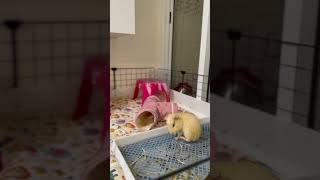 The guinea pig is cleaning itself with its foot cuteanimals cute capybara guineapig pet pets [upl. by Reniar]