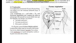 GIARDIA INTESTINALIS COURS TS LIBAN [upl. by Farrah305]