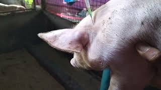 Farm Pigs Injected of Jectran and Ivermectin Vitamin and Deworming of Piglet Episode 2 [upl. by Toffey411]