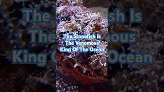 The Stonefish Is The Most Venomous Fish In The Ocean Stonefish thestonefish stonefishvenomocean [upl. by Kcub]