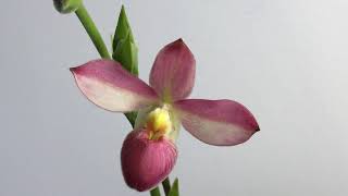 Phragmipedium blooms and New acquisitions [upl. by Seidler]