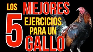 LOS 5 MEJORES EJRCICIOS PARA TU GALLO [upl. by Dnumsed]