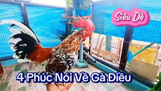 4 Phúc Nói Về Gà Điều Bông 🐓Siêu Dè 👏😍ConGacubin [upl. by Brill]