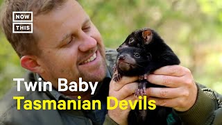 Aussie Ark Introduces Twin Baby Tasmanian Devils [upl. by Aivonas]