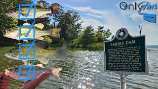 Sardis Lake MultiSpecies Bass Fishing Adventure [upl. by Senn536]