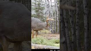 First Buck with the NEW Mathews Lift X Bigger Bucks to come hunting deerhunter deer [upl. by Lessur]