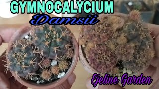 REPOTTING GYMNOCALYCIUM DAMSIIvideovlog 41 [upl. by Nishi587]