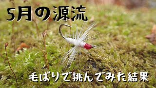 Tried lantern fishing in a tiny creek in MayTenkara Fly Fishing Dapping [upl. by Aryam]