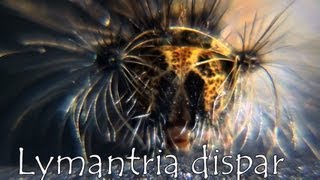 Lymantria dispar HD [upl. by Ahsian]