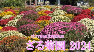 ざる菊園 2024 Chrysanthemum [upl. by Bartlet]