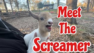 4 Baby Goats  Gender Reveal  Mama Check  Quadruplets [upl. by Ttegdirb]