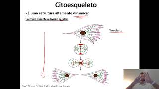 Aula 5  Filamentos de Citoesqueleto [upl. by Burl]