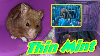 Severely Emaciated Hamster  Thin Mints Story  Munchies Place [upl. by Kus]