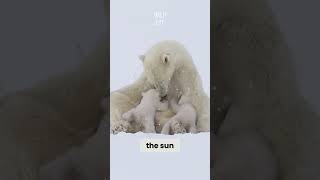 Polar Bears  Black Skin Under White Fur animals facts [upl. by Cristal568]