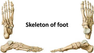 Skeleton of foot Prof Dr Md Ashfaqur Rahman [upl. by Norraa291]