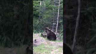 Baby Bears learning how to Climb 🐻 [upl. by Vogele138]